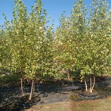 Betula nigra 'Cully' Betula nigra 'Cully'