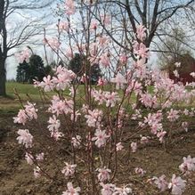 Magnolia loebneri 'Leonard Messel' Magnolia loebneri 'Leonard Messel'