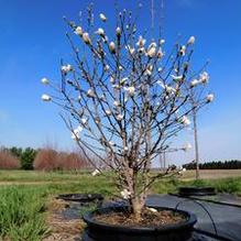 Magnolia stellata 'Royal Star' Magnolia stellata 'Royal Star'