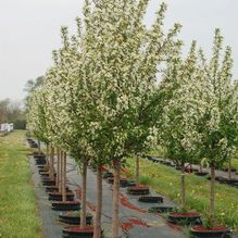 Malus 'Red Jewel' Malus 'Red Jewel'
