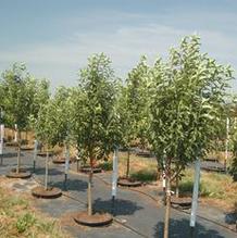 Malus 'Spring Snow' Malus 'Spring Snow'