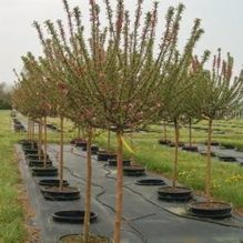 Malus 'Coralcole' Malus 'Coralcole'