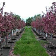 Malus 'Prairifire' Malus 'Prairifire'