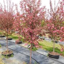Malus 'JFS_KWS' Malus 'JFS_KWS'
