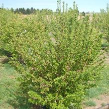 Malus sargentii Malus sargentii