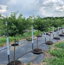 Malus sargentii 'Tina' Malus sargentii 'Tina'