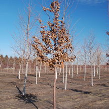 Ostrya virginiana 'Ironwood' Ostrya virginiana 'Ironwood'