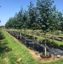 Populus tremuloides Populus tremuloides