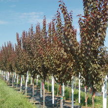 Prunus cerasifera 'Newport' Prunus cerasifera 'Newport'