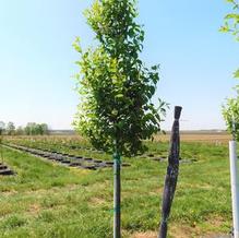 Prunus virginiana 'Canada Red' Prunus virginiana 'Canada Red'