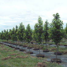 Pyrus calleryana 'Glen's Form' Pyrus calleryana 'Glen's Form'