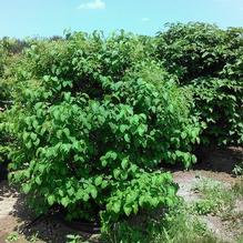 Syringa reticulata Syringa reticulata