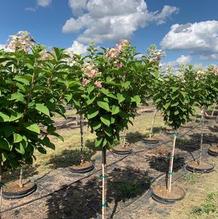 Hydrangea paniculata 'Bulk' Hydrangea paniculata 'Bulk'