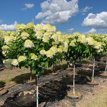 Hydrangea paniculata 'Limelight' Hydrangea paniculata 'Limelight'