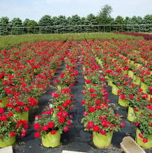 Rosa 'Radtko' Rosa 'Radtko'