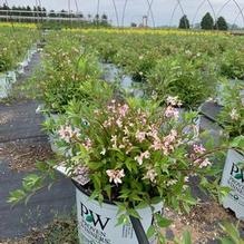 Deutzia x 'NCDX2' Deutzia x 'NCDX2'