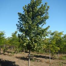 Acer freemanii 'Marmo' Acer freemanii 'Marmo'