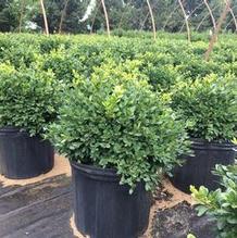 Buxus 'Glencoe' Buxus 'Glencoe'