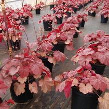 Heuchera 'Georgia Peach' Heuchera 'Georgia Peach'