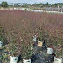 Panicum virgatum 'Cheyenne Sky' Panicum virgatum 'Cheyenne Sky'