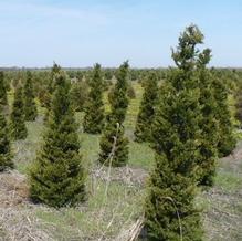 Juniperus virginiana 'Canaerti' Juniperus virginiana 'Canaerti'