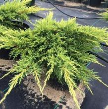 Juniperus pfitzeriana 'Daub's Frosted' Juniperus pfitzeriana 'Daub's Frosted'