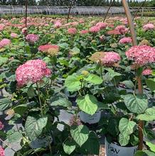 Hydrangea arborescens 'NCHA2' Hydrangea arborescens 'NCHA2'