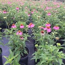 Echinacea purpurea 'PowWow Wild Berry' Echinacea purpurea 'PowWow Wild Berry'