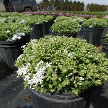 Phlox subulata 'Snowflake' Phlox subulata 'Snowflake'