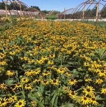 Rudbeckia fulgida var. sullivantii 'Little Goldstar' Rudbeckia fulgida var. sullivantii 'Little Goldstar'