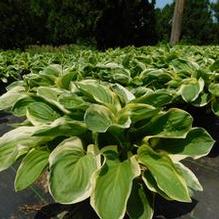 Hosta 'Royal Wedding' Hosta 'Royal Wedding'