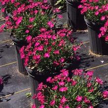 Dianthus 'Kahori' Dianthus 'Kahori'