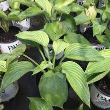 Hosta 'Empress Wu' Hosta 'Empress Wu'