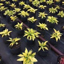 Hosta 'June' Hosta 'June'