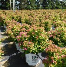 Spiraea japonica 'Yan' Spiraea japonica 'Yan'