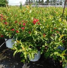 Weigela florida ''Verweig 6'' Weigela florida ''Verweig 6''