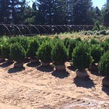 Buxus 'Green Mountain' Buxus 'Green Mountain'