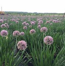 Allium 'Summer Beauty' Allium 'Summer Beauty'