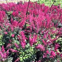 Astilbe arendsii 'Fanal' Astilbe arendsii 'Fanal'