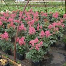 Astilbe arendsii 'Rheinland' Astilbe arendsii 'Rheinland'