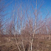 Betula platyphylla var. japonica 'Whitespire' Betula platyphylla var. japonica 'Whitespire'