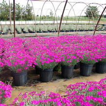 Dianthus grationaopolitanus 'Neon Star' Dianthus grationaopolitanus 'Neon Star'