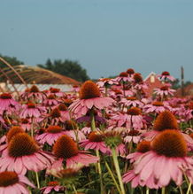 Echinacea purpurea 'Magnus' Echinacea purpurea 'Magnus'