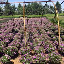 Geranium sanguineum 'Max Frei' Geranium sanguineum 'Max Frei'