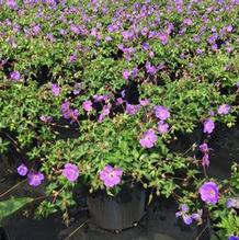 Geranium 'Rozanne' Geranium 'Rozanne'