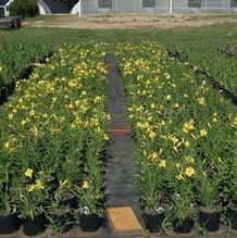 Hemerocallis 'Happy Returns' Hemerocallis 'Happy Returns'