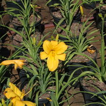 Hemerocallis 'Stella d'Oro' Hemerocallis 'Stella d'Oro'