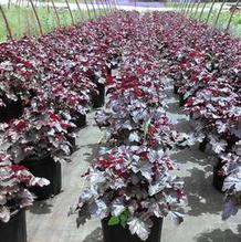 Heuchera americana 'Plum Pudding' Heuchera americana 'Plum Pudding'