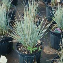 Helictotrichon sempervirens avena Helictotrichon sempervirens avena
