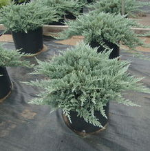 Juniperus horizontalis 'Blue Chip' Juniperus horizontalis 'Blue Chip'